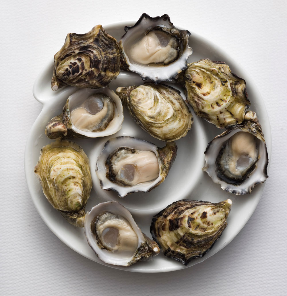 (Adelaide only) 20 Dozen Pristine Unopened Oysters Medium Sized (approx